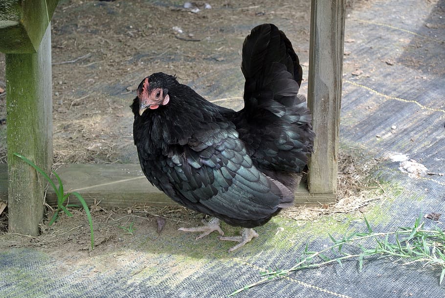 chicken, black, bird, vertebrate, one animal, animal wildlife HD wallpaper