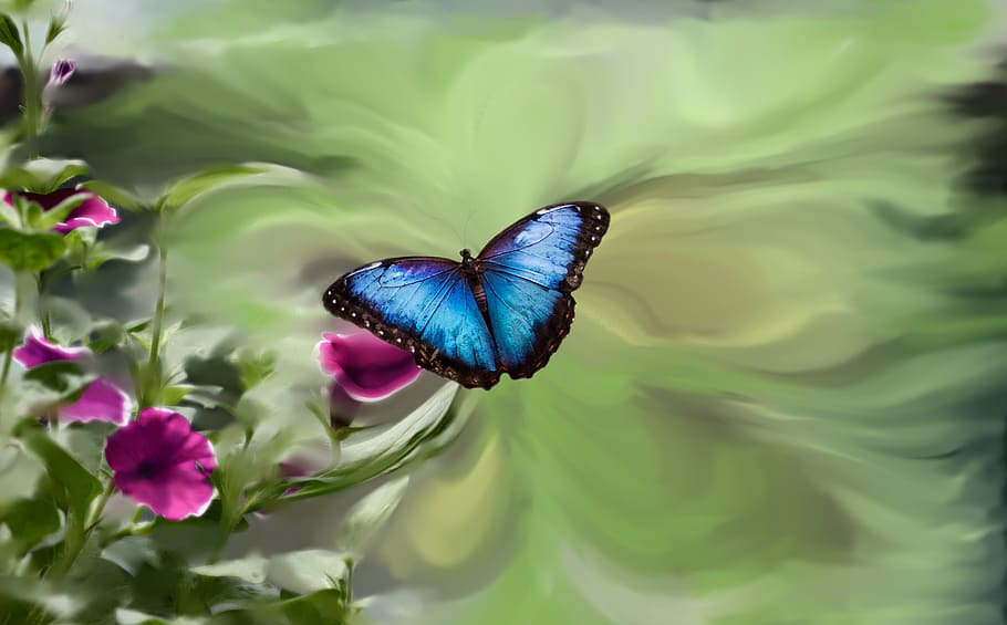 macro photo of morpho butterfly on pink flower, blue butterfly