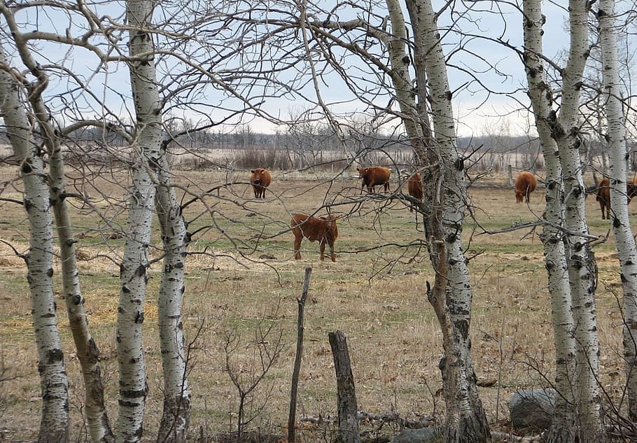cows, calves, cattle, beef, meat, farm, tree, nature, forest HD wallpaper