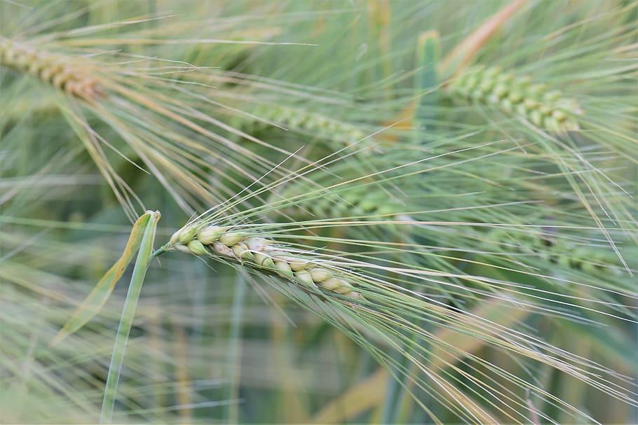 Winter Wheat, Cereals, Field, arable, agriculture, wheat field HD wallpaper