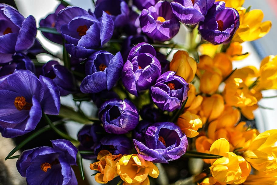 flowers, spring, spring flower, blossom, yellow, crocuses, season HD wallpaper