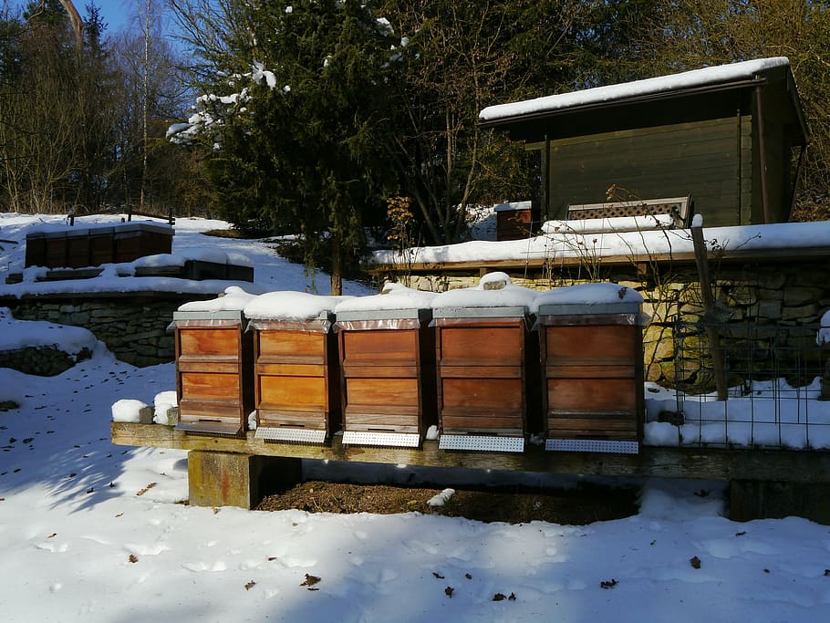 bees, winter, nature, beehive, farm, snow, cold temperature HD wallpaper