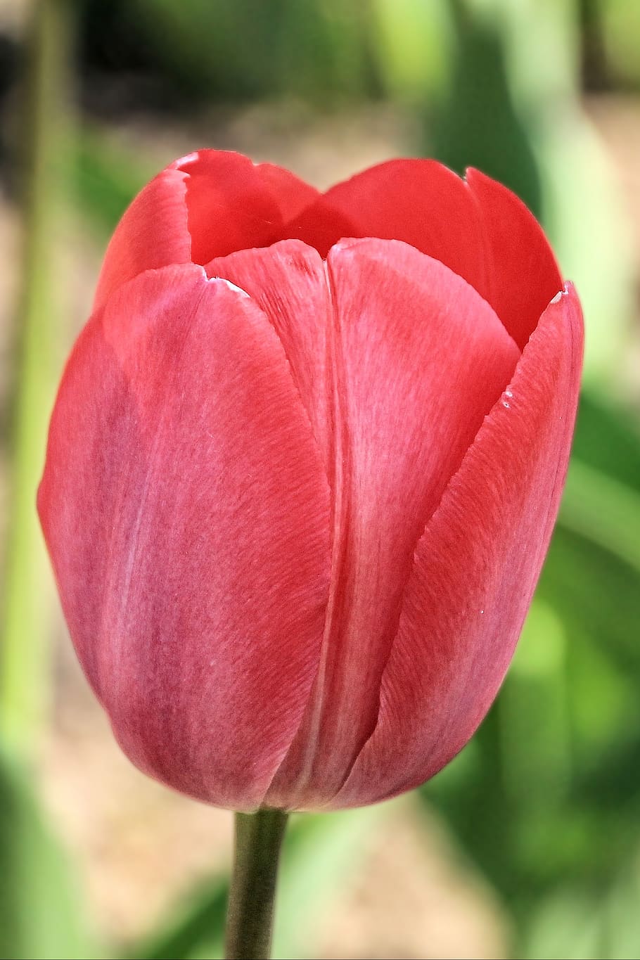 tulip, tulips, red, spring, spring flower, flowering plant HD wallpaper