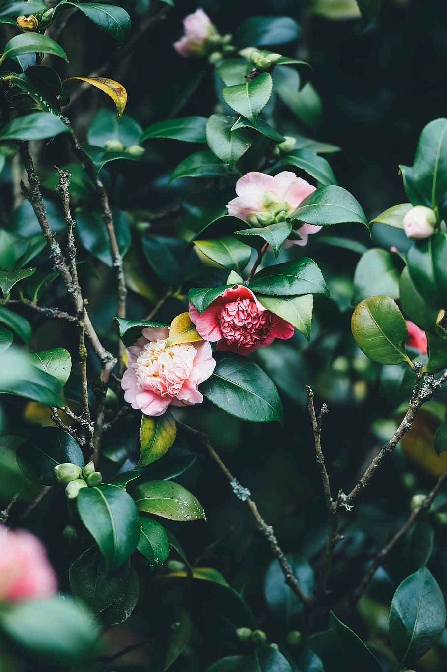 selective focus of red and pink petal flowers, blooming, spring HD wallpaper