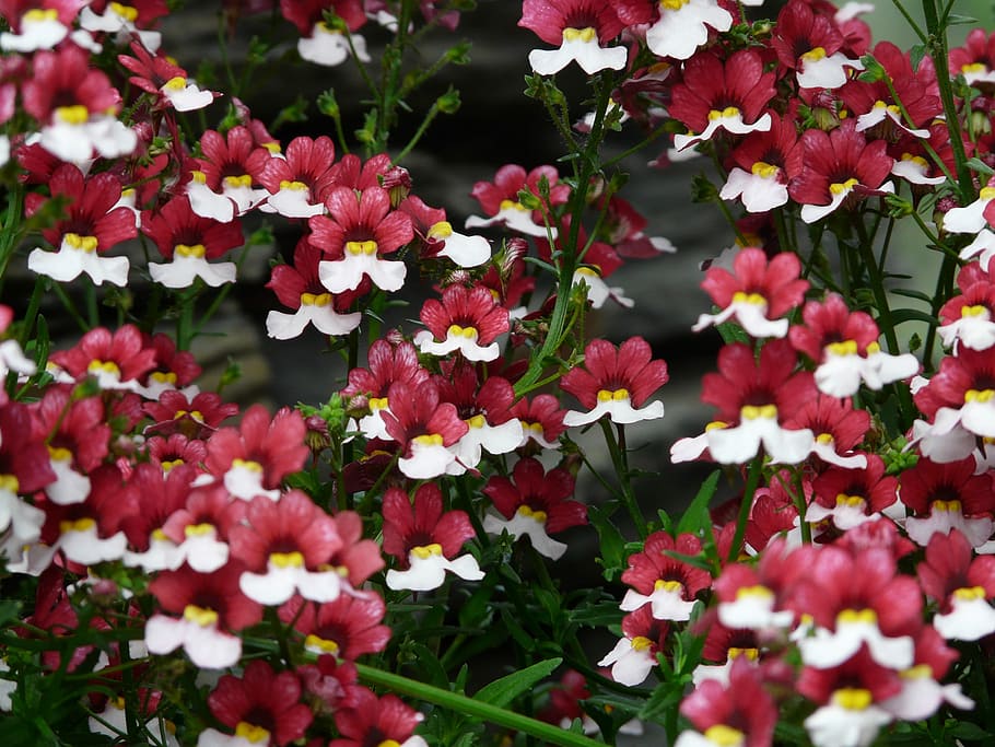 Flower, Blossom, Bloom, White, red, nemesia strumosa, elf mirror HD wallpaper