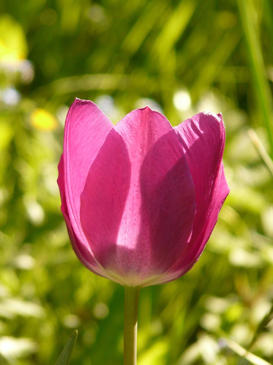 tulip, pink, back light, beautiful, tulpenbluete, flower, colorful HD wallpaper