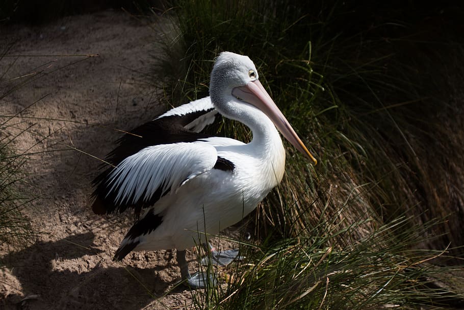 bird, white, pelican, vertebrate, animals in the wild, animal themes HD wallpaper