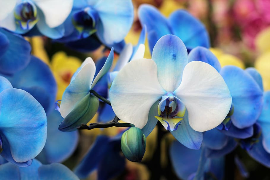 close-up photo of white-and-blue moth orchids, flower, isolated, HD wallpaper