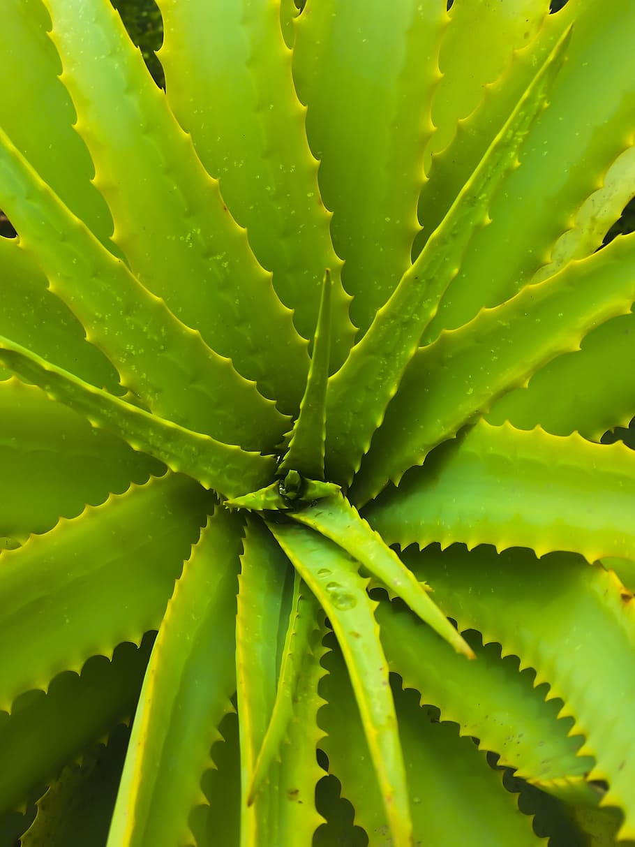 HD wallpaper: aloe vera, spikes, succulent, jmvh, plant, desert, health,  herbal | Wallpaper Flare