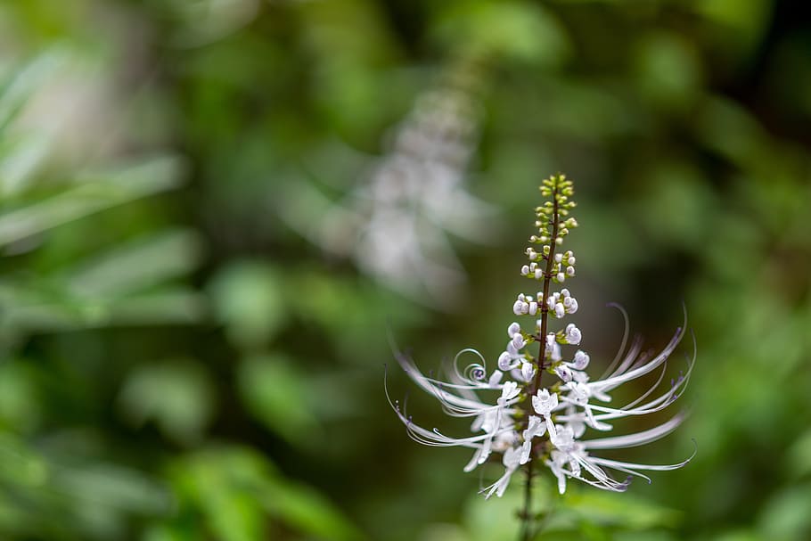 wild, flower, nature, spring, plant, blooming, white, green HD wallpaper