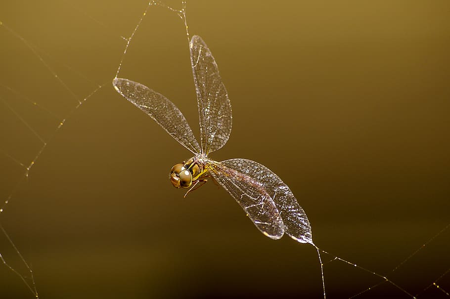 dragonfly, insect, spiders web, trap, caught, brown, yellow HD wallpaper