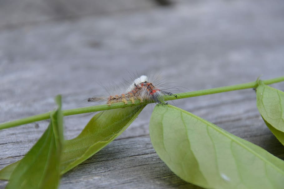 insect, caterpillar, nature, leaf, hairy, close, macro, insect macro HD wallpaper