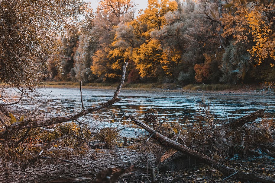 river, trees, autumn, landscape, nature, forest, water, outdoor HD wallpaper