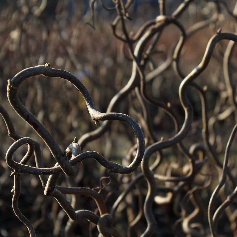 Hazel, Corylus, Contorta, Architecture, fence, iron - Metal HD wallpaper
