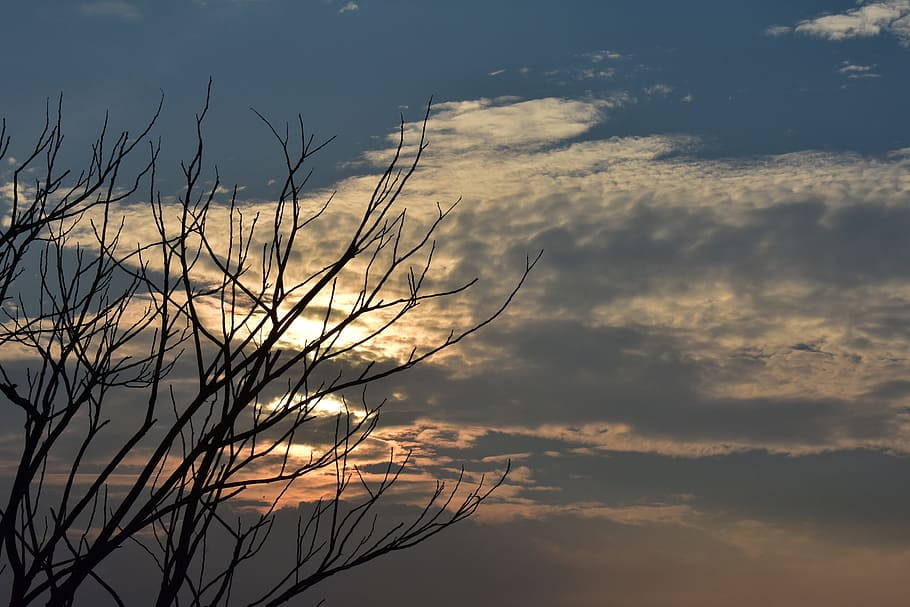 sunset, dusk, clouds, dry tree, sundown, nature, landscape HD wallpaper