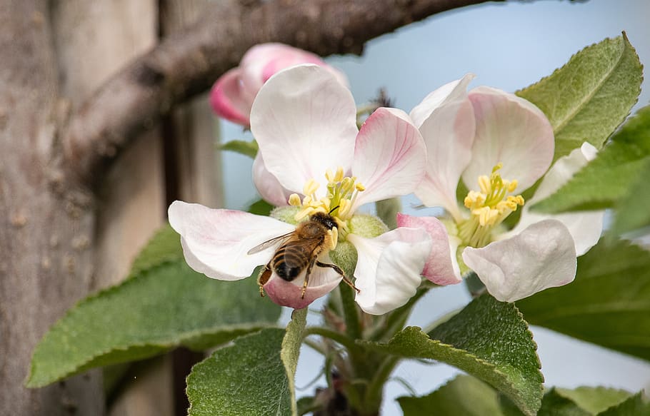 apple blossom, apple tree, apple tree flowers, spring, bee HD wallpaper