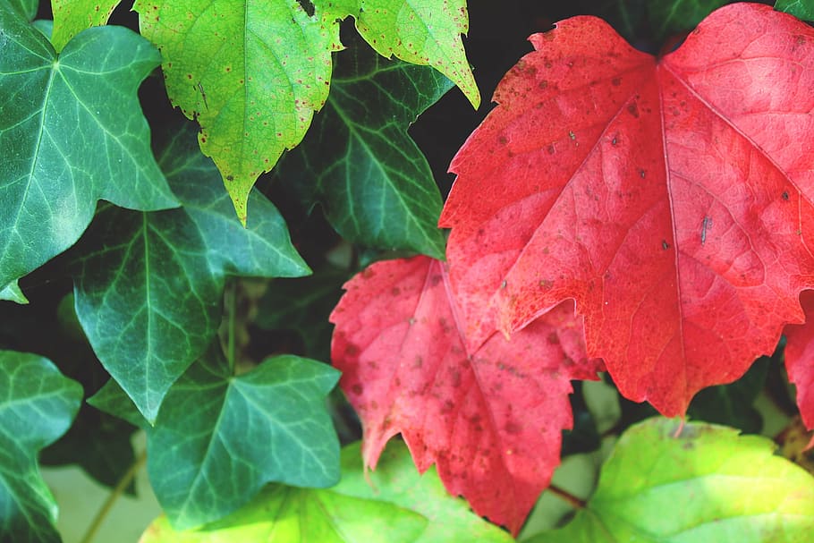 fill the frame photography of red and green plant leaves, leaf HD wallpaper