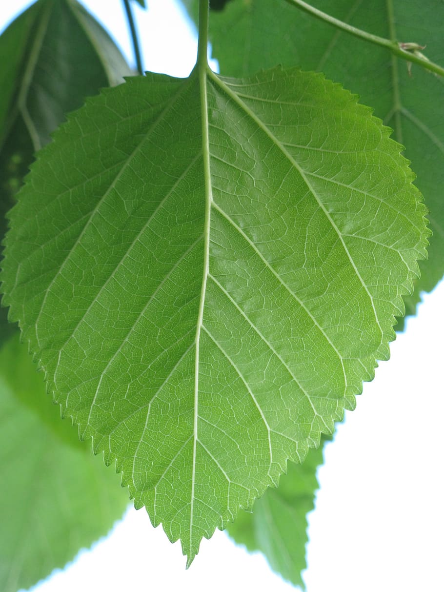 leaf, green, nature, plant part, green color, close-up, leaf vein HD wallpaper