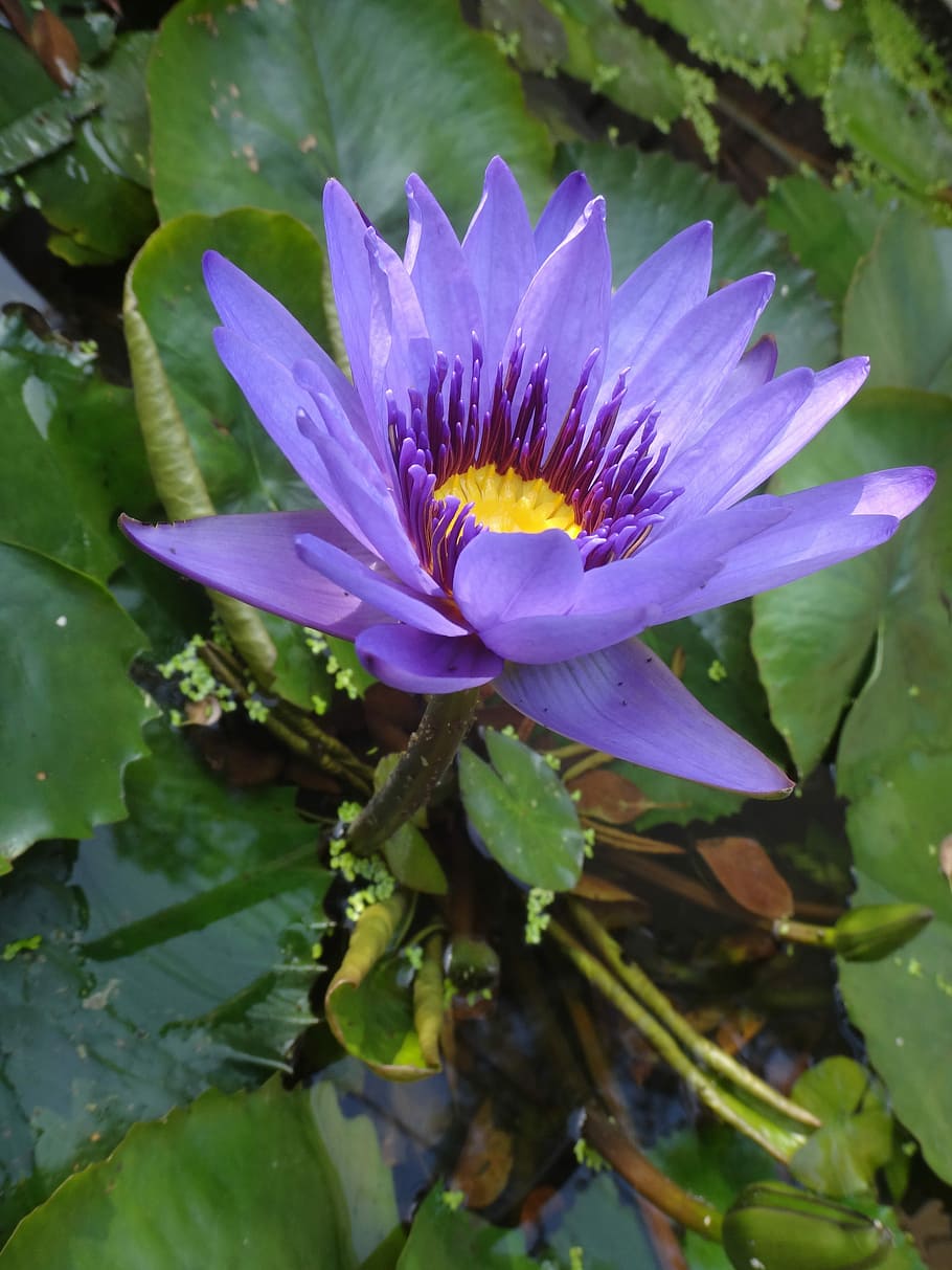 Lotus, Purple Nymphaea Alba, after the afternoon, plant, natural, HD wallpaper