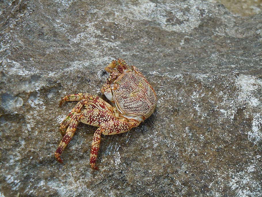 crab, ocean, sea life, fish, marine, animal, shell, nautical HD wallpaper