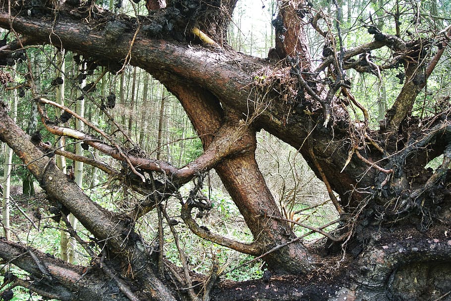 root, destroyed, uprooted, damage, tree, tree root, overturned HD wallpaper
