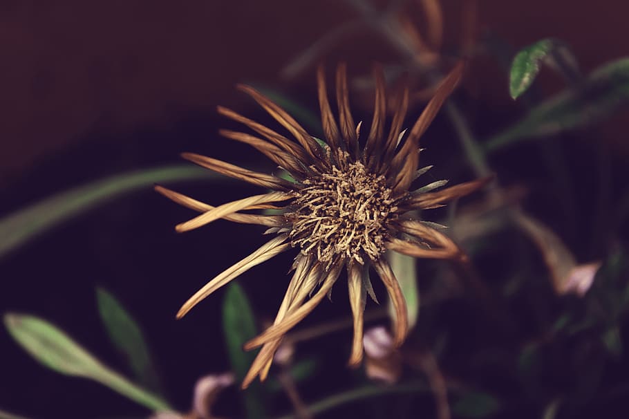 Orange Flower, Spring, Withered, withered flower, plant, close-up HD wallpaper