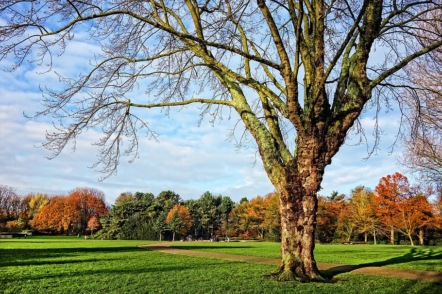 green leafed tree beside pathway, bare branches, autumn tree HD wallpaper