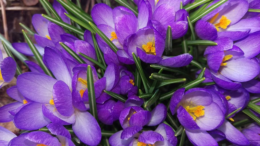 crocus, perennial, spring flowers, flowering plant, vulnerability HD wallpaper