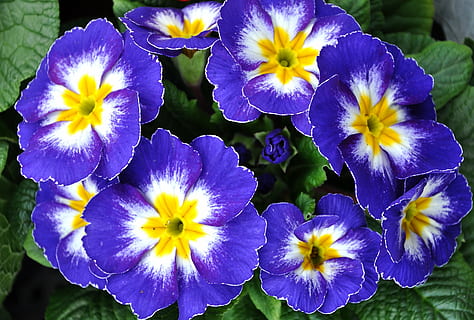 primrose, spring, flowers, blue primula, flowering plant, fragility HD wallpaper