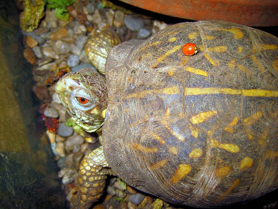 Turtle, Lady Beetle, Friendship, animal themes, animal wildlife HD wallpaper
