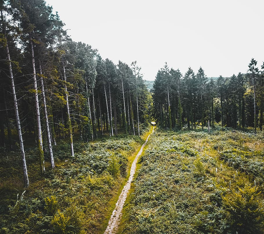 road between green trees, green forest under the white cloud at daytime HD wallpaper