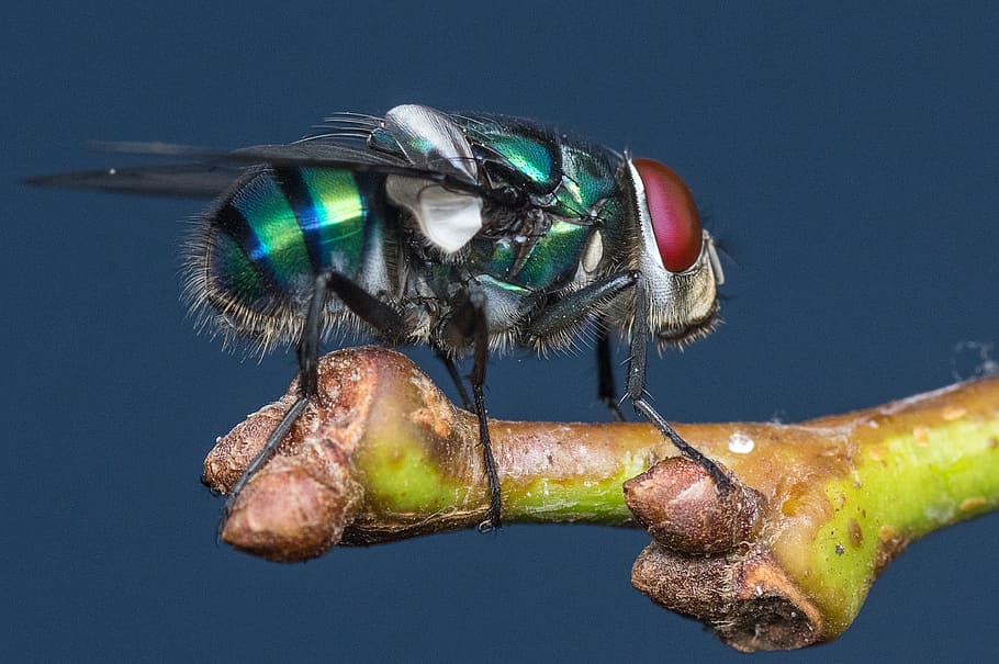 macro photography of bottle fly, insect, wing, wildlife, bug HD wallpaper
