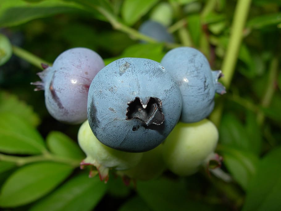 Forest blueberries 1080P, 2K, 4K, 5K HD wallpapers free download