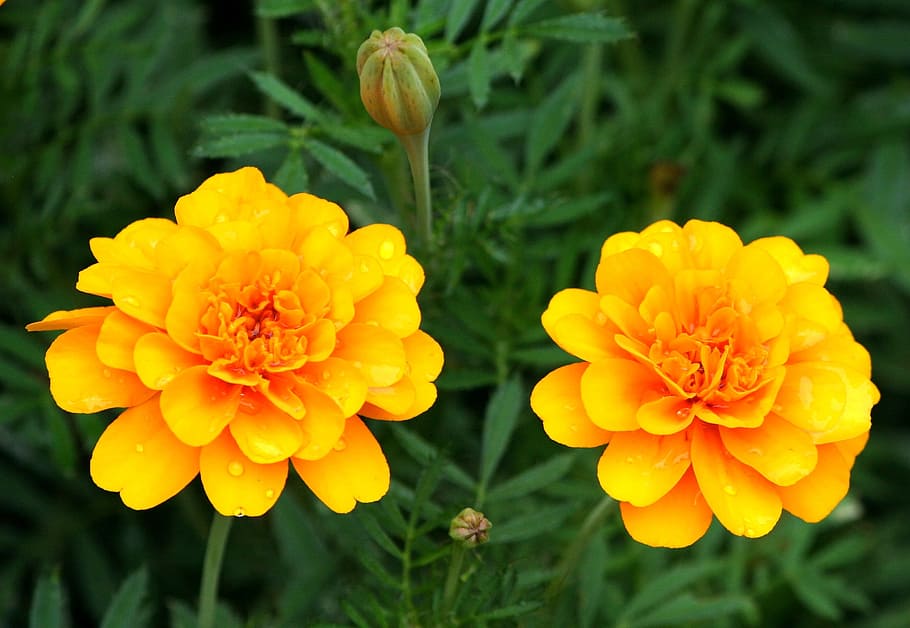 two yellow petaled flowers, orange marigolds, gerber daisy, blossom