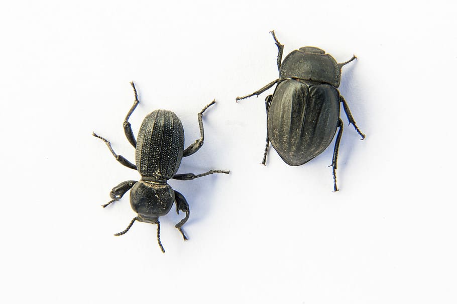 Beetle, Insect, Animal, animal themes, mosquito, one animal HD wallpaper
