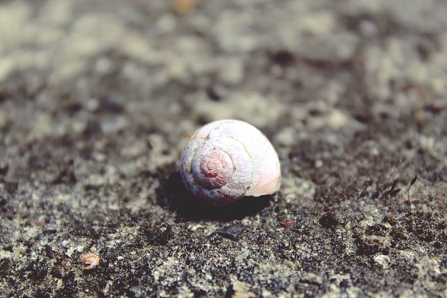 snail, shell, snail shell, mollusk, home, slowly, reptile, housing HD wallpaper