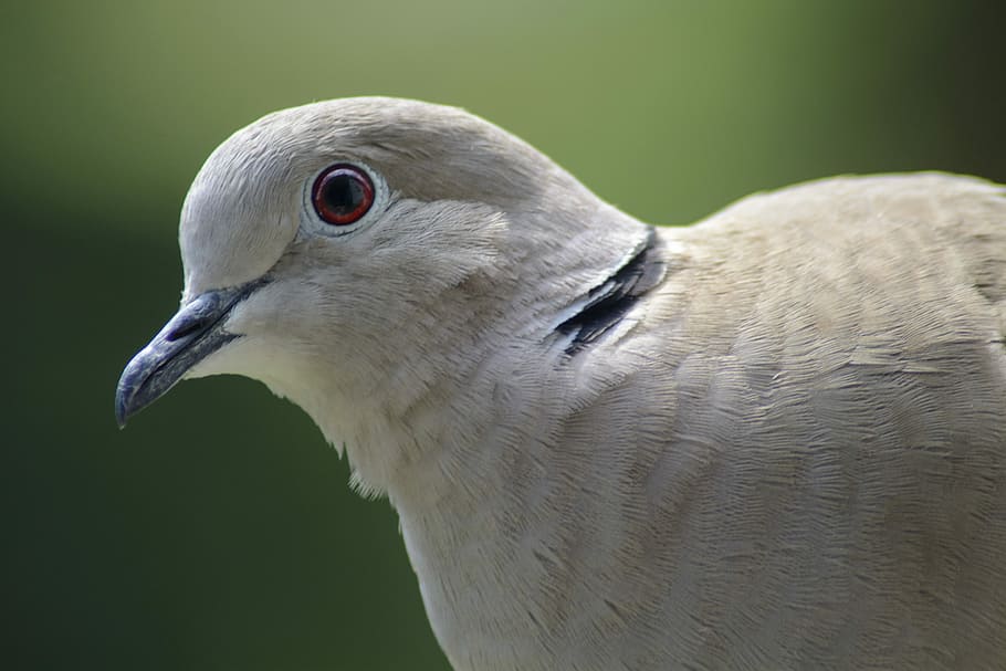 dove, collared, portrait, bird, nature, one animal, animal wildlife HD wallpaper