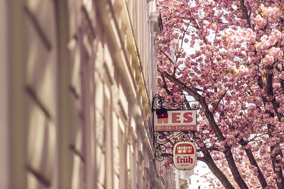 bonn, sonne, germany, built structure, tree, building exterior HD wallpaper
