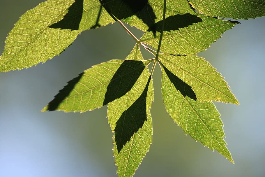 Leaves, Reverse, Light, Branch, Tree, reverse light, green HD wallpaper
