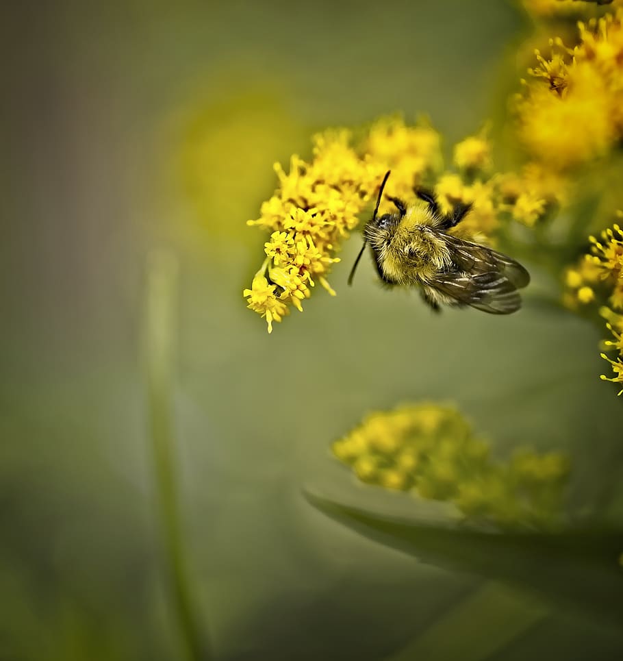 bee, insect, flower, goldenrod, pollination, yellow, sunshine, HD wallpaper