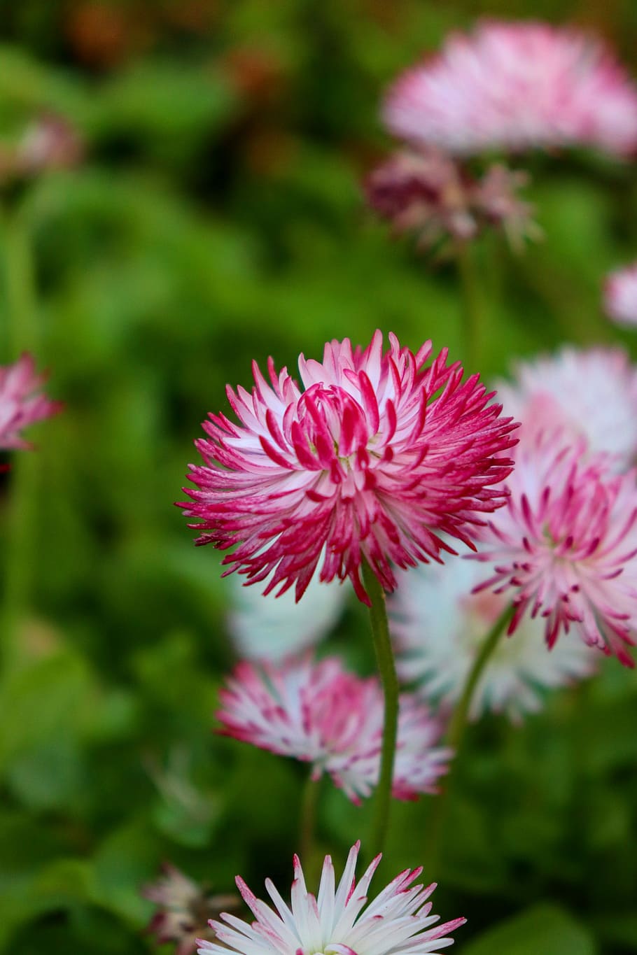 daisy, bellis, white, pink, flowers, spring, nature, macro HD wallpaper