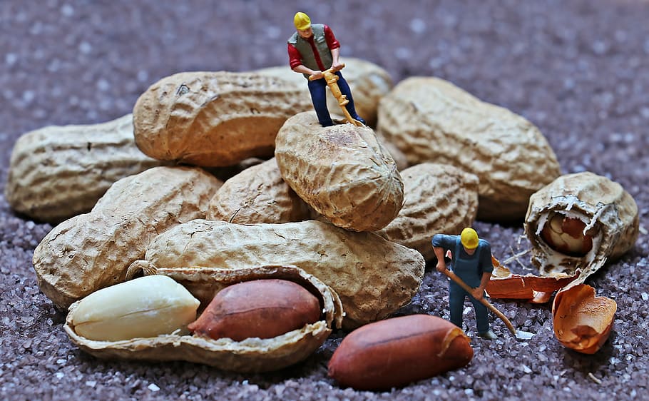 two construction worker miniatures opening peanuts, miniature figure