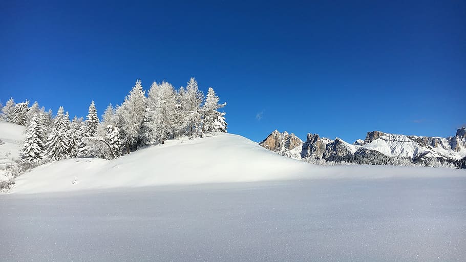 Pine Trees on Snow, landscape, mountains, nature, sky, winter HD wallpaper