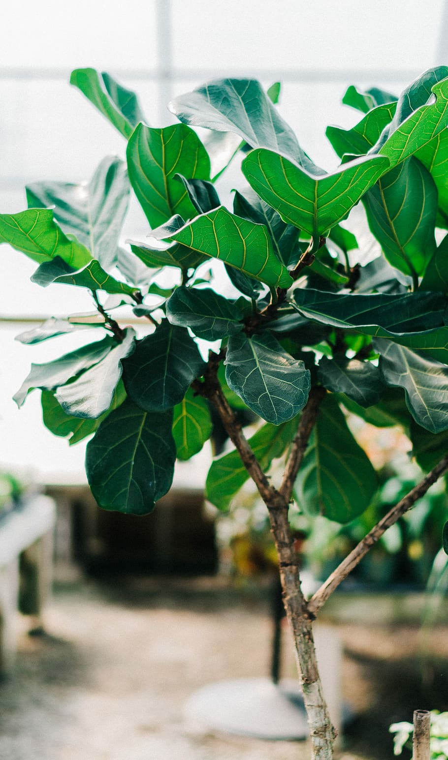 selective focus photography of green leaf plant, selective focus photography Avocado plant HD wallpaper