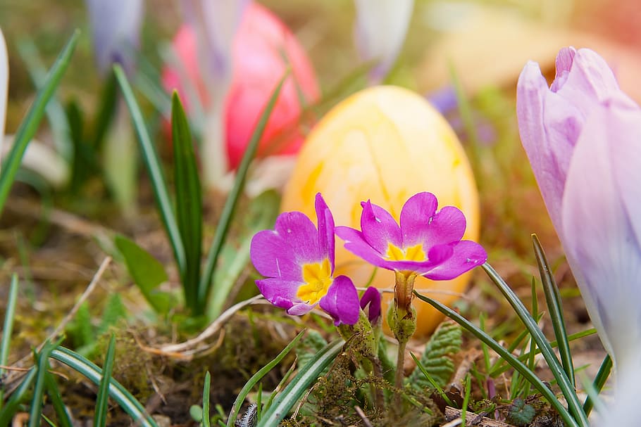 close-up photo of two petaled flowers, easter, easter eggs HD wallpaper