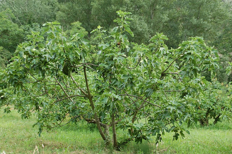 fig tree, provence, south, nature, leaf, agriculture, plant HD wallpaper