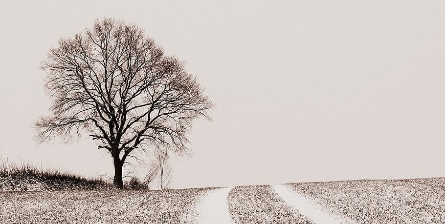 withered tree near pathway, pasture, meadow, field, kahl, landscape HD wallpaper