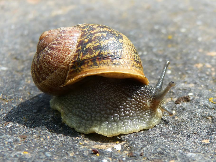 Snail, Gastropod, Shell, molluscum, cargol bover, one animal, HD wallpaper