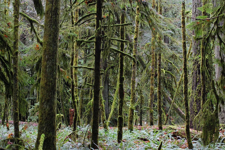 Forest, Trees, Ya, nature, no people, outdoors, day, plant HD wallpaper