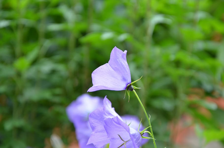 flowers, bell, summer, flowering plant, beauty in nature, vulnerability HD wallpaper